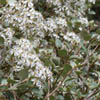 Olearia x capillaris